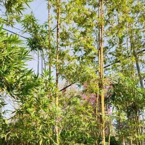 Bamboo - 110L