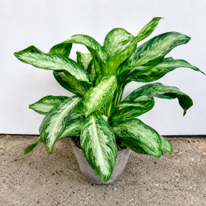 Aglonema - 14CM