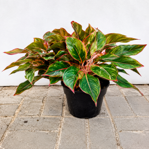 Aglaonema lipstick - 12CM