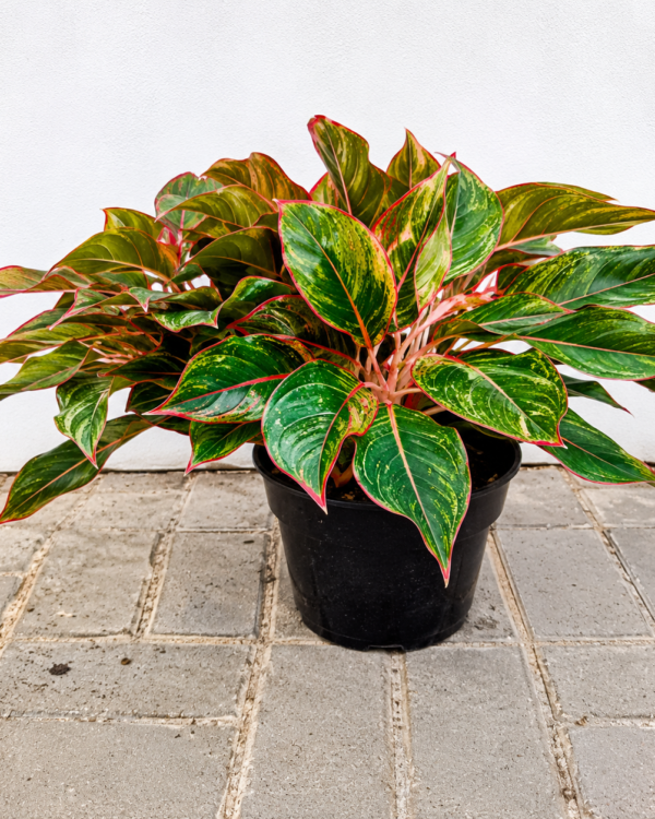 Aglaonema lipstick