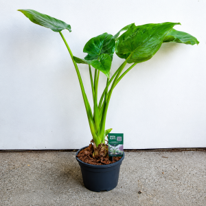 Alocasia