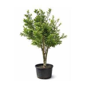 Azadirachta indica