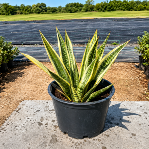 Agave americana - 16CM