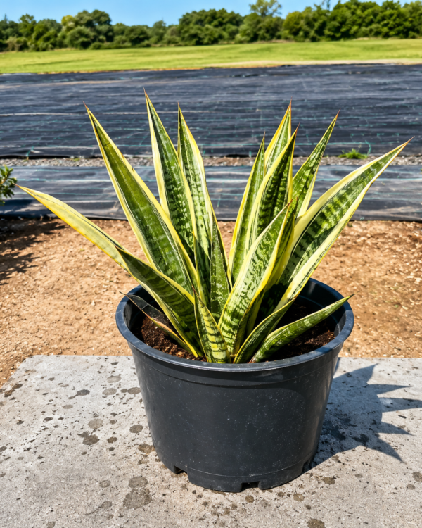 Agave americana