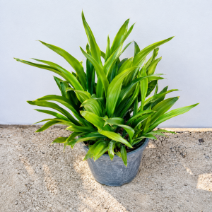 Sansevieria