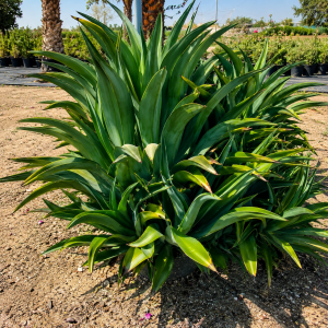 Agave attenuata - 18CM