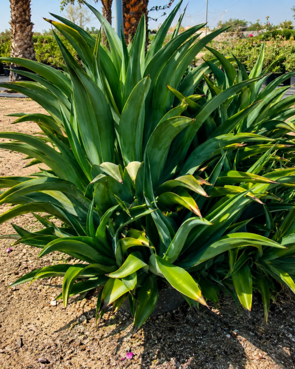 Agave attenuata