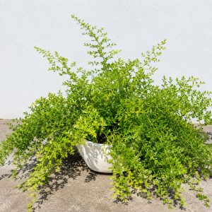 Asparagus - 16CM