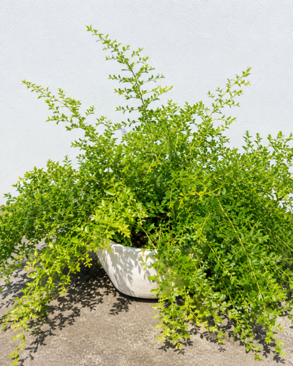 Asparagus densiflorus