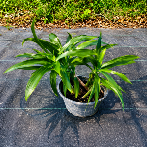 Ruellia compact