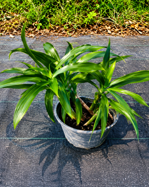 Ruellia compact