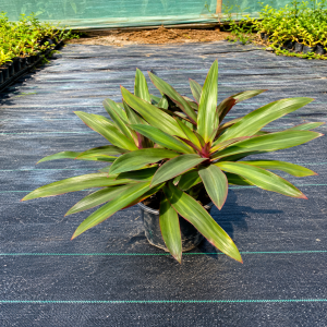 Rhoeo discolor