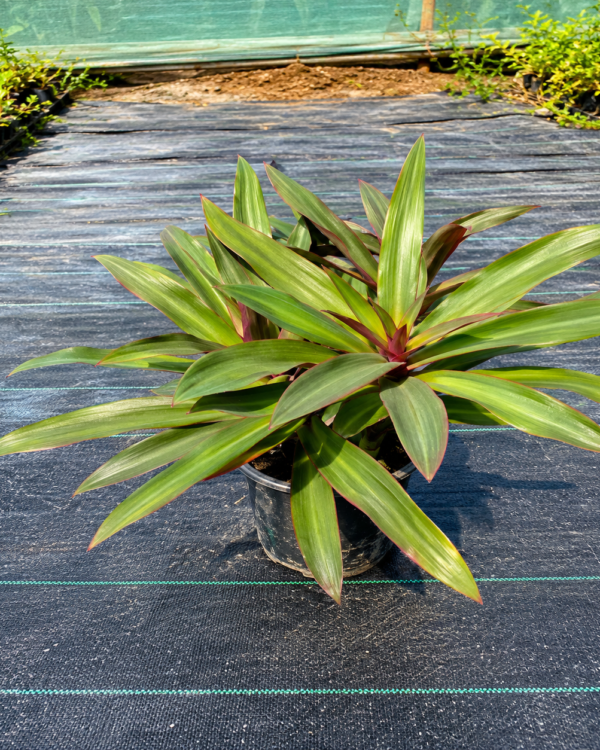 Rhoeo discolor