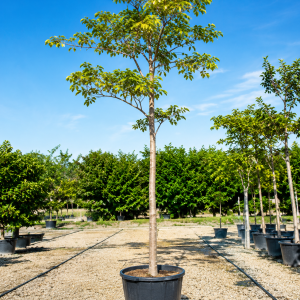 Albizia lebbeck - 25L