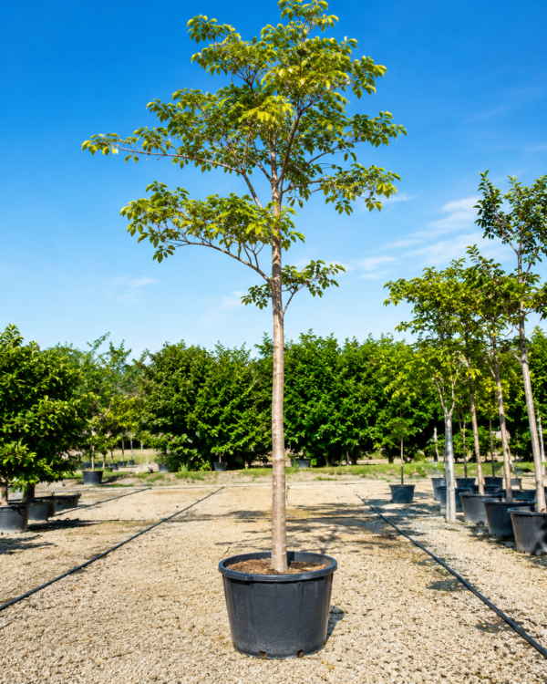 Ziziphus spina-christi