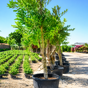 Azadirachta indica - 210L