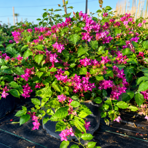 Bougainvillea - Ball - 25L