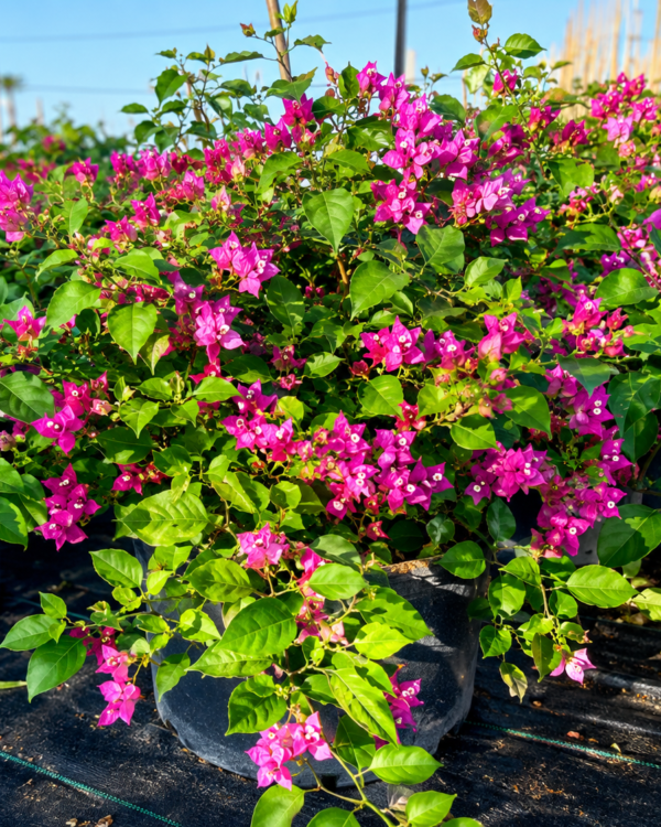 Bougainvillea