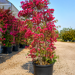 Bougainvillea - Piller