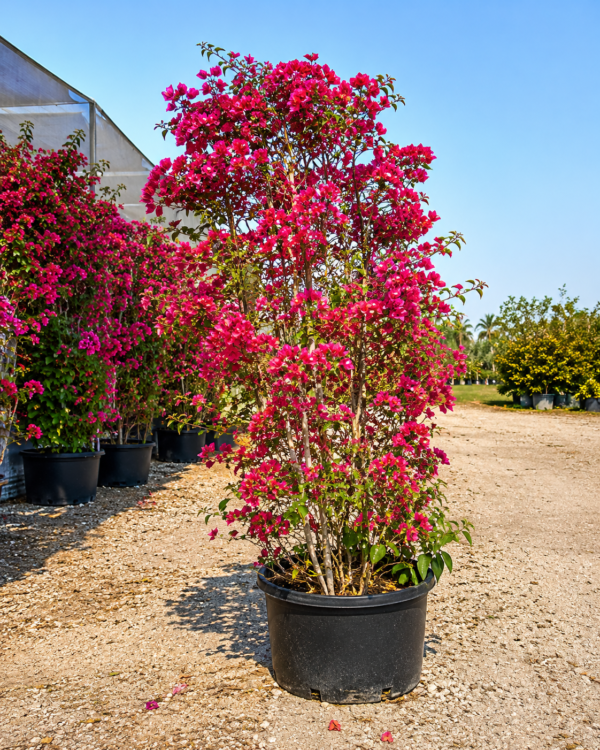 Bougainvillea - Piller