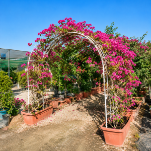 Bougainvillea - Gate