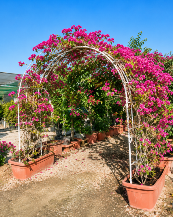 Bougainvillea - Gate
