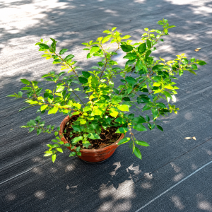 Duranta erecta