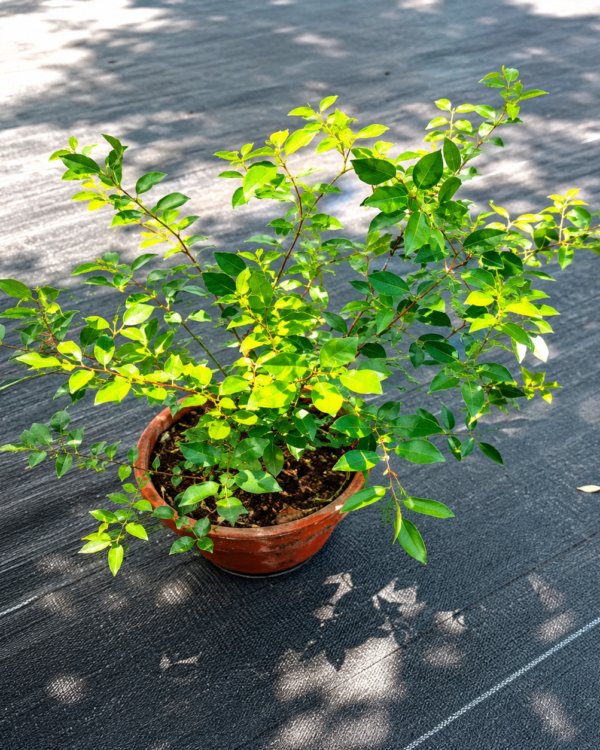 Teucrium fruticans