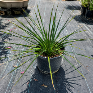Sansevieria
