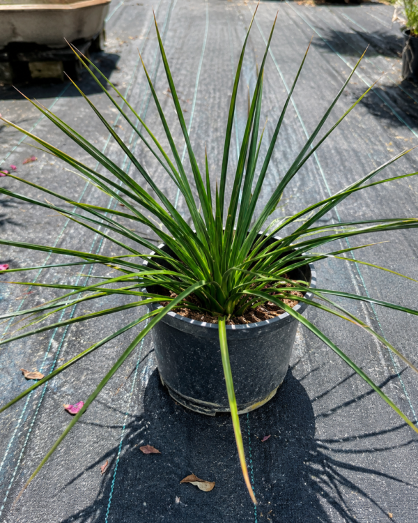Sansevieria