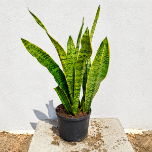 Sansevieria