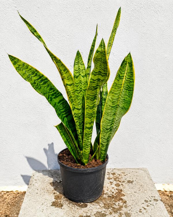 Sansevieria
