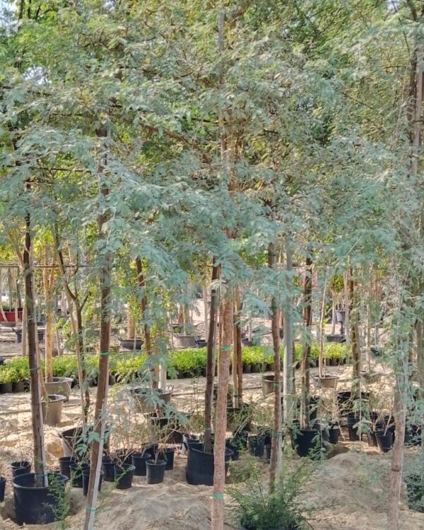 Acacia farnesiana