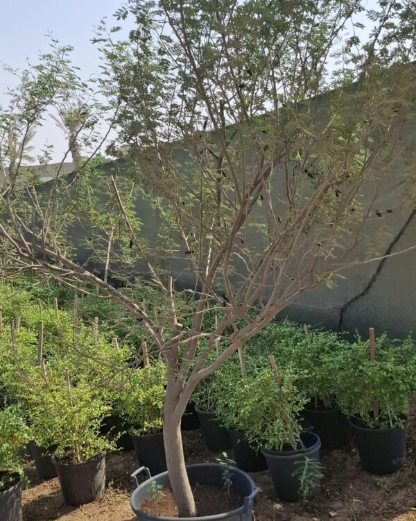 Acacia arabica