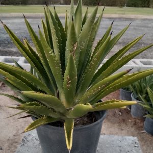Agave sisalana