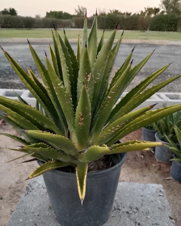 Agave sisalana