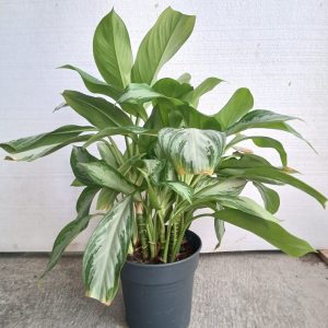 Aglaonema nitidum "silver bay"