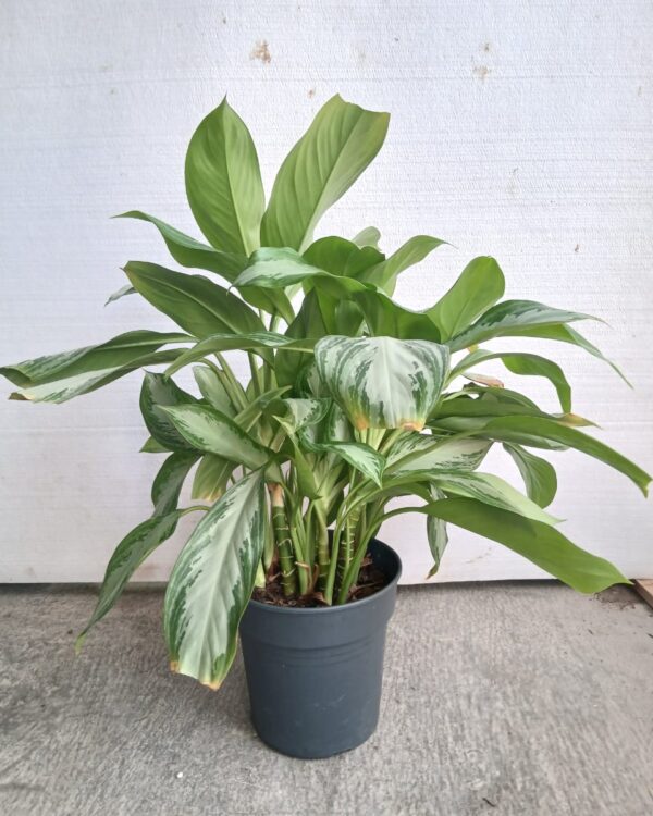 Aglaonema nitidum "silver bay"