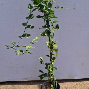 Arabian jasmine