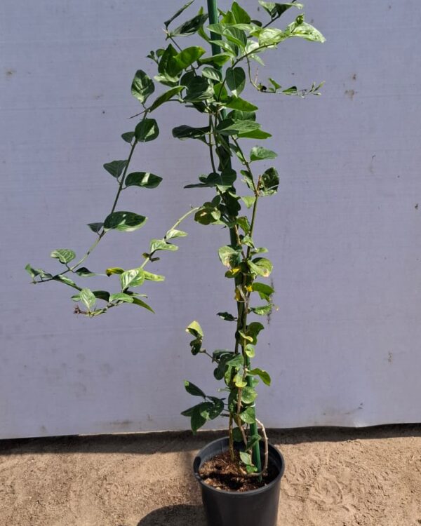 Arabian jasmine