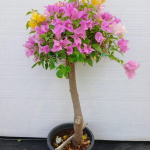 Bougainvillea spectabilis