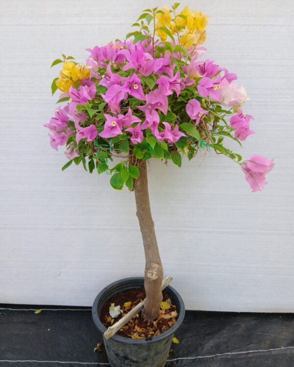 Bougainvillea