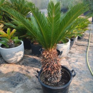Cycas revoluta