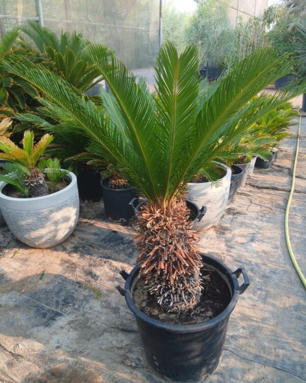 Cycas