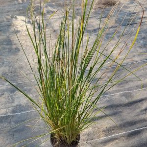 Pennisetum setaceum