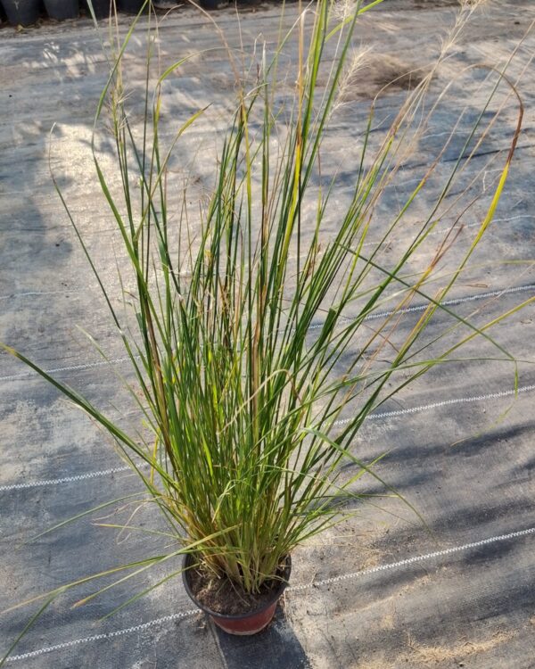 Pennisetum setaceum