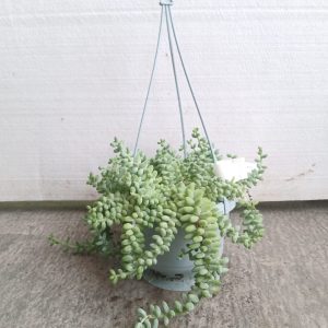 Sedum burrito