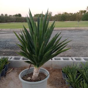Agave sisalana