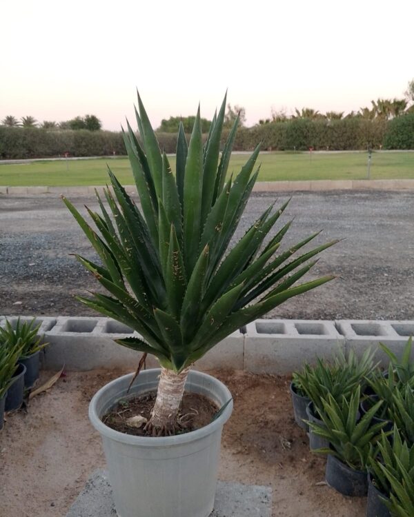 Agave sisalana