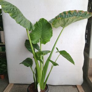 Alocasia macrorrhizos